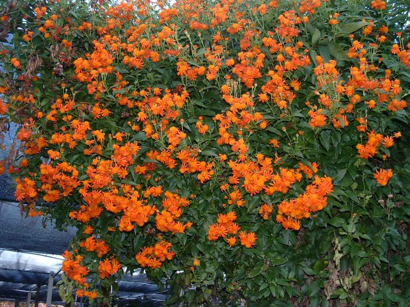 vines in flowering mexico Flowering Suggestions? Vine