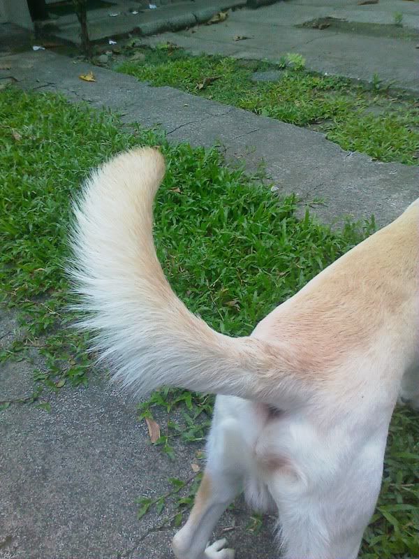 golden retriever coat growth outer coat not growing golden retrievers golden retriever forums golden retriever coat growth outer coat not growing golden retrievers golden retriever forums