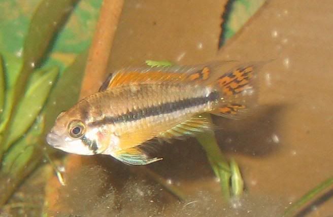 apisto caca