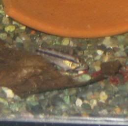 apisto.jpg