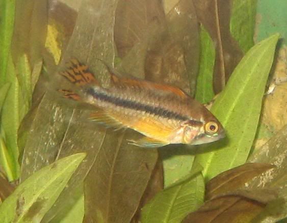 cacatuoides-1.jpg