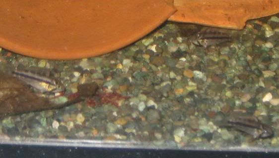 tripleapisto.jpg