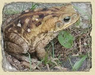 Giant Marine Toad Image