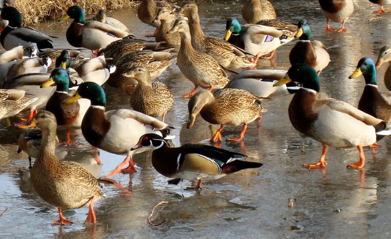 Wood duck drake at Bishop park pond