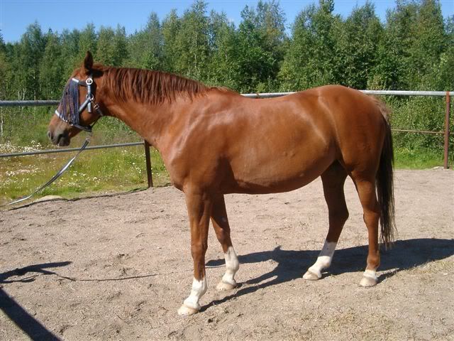 Kakanefterbetet-06.jpg