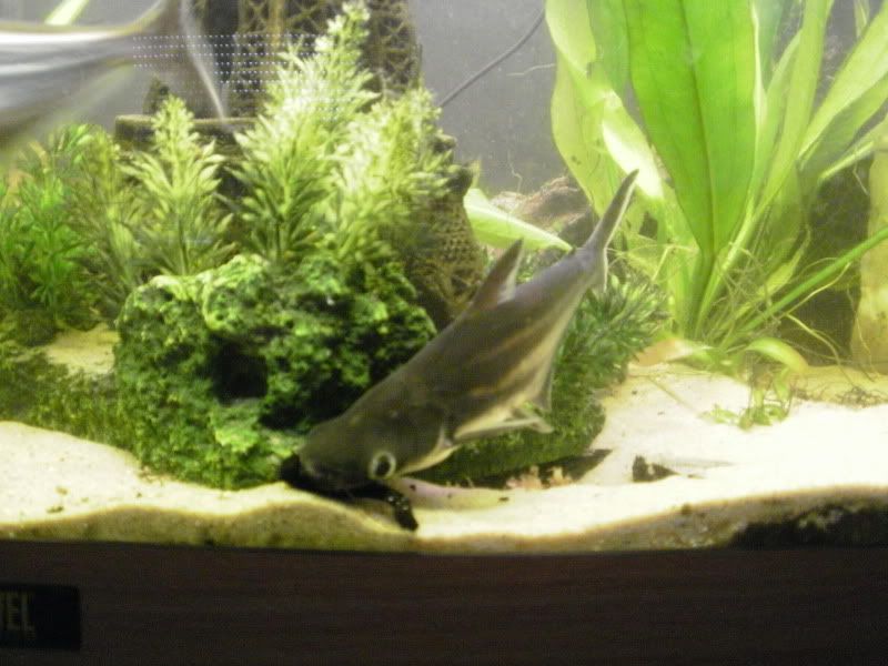 [img width=800 height=600]http://i68.photobucket.com/albums/i13/crisjecris/PB250261.jpg[/img]