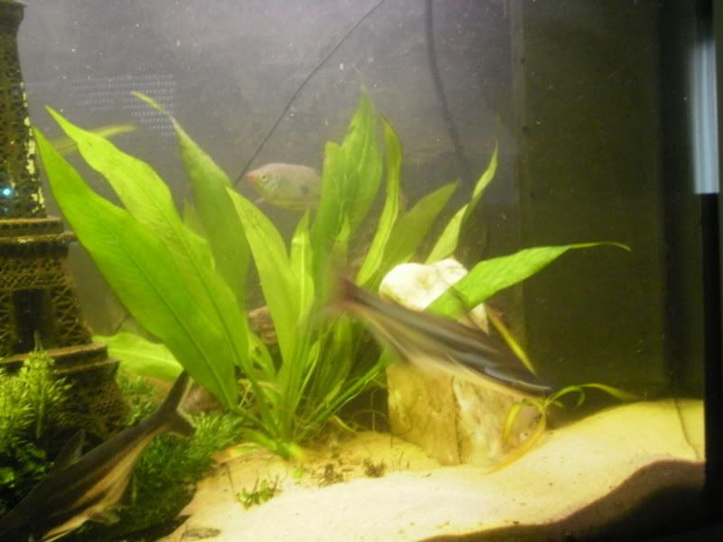 [img width=800 height=600]http://i68.photobucket.com/albums/i13/crisjecris/PB250262.jpg[/img]