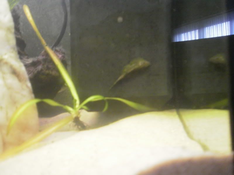 [img width=800 height=600]http://i68.photobucket.com/albums/i13/crisjecris/PB250269.jpg[/img]