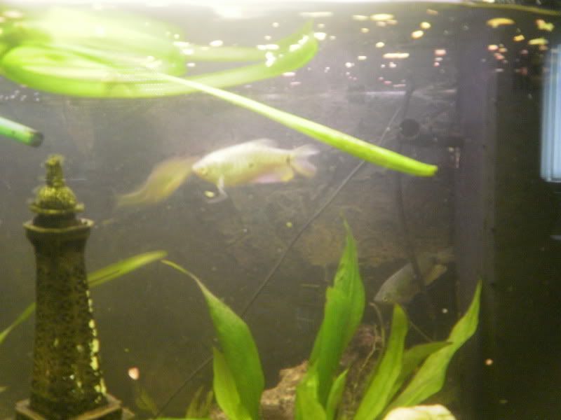 [img width=800 height=600]http://i68.photobucket.com/albums/i13/crisjecris/PB250276.jpg[/img]