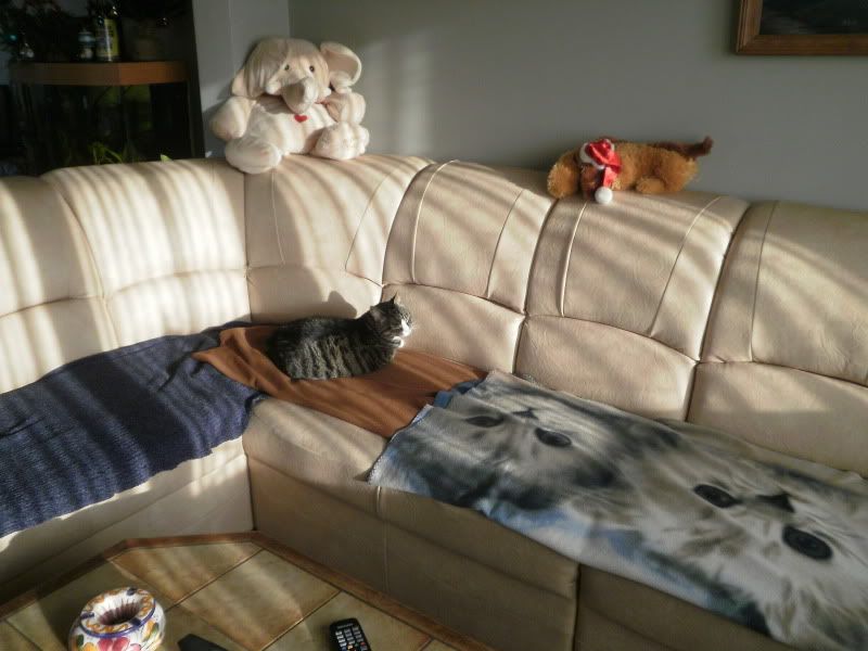 [img width=800 height=600]http://i68.photobucket.com/albums/i13/crisjecris/PC300267.jpg[/img]