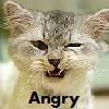 angry lol cat Pictures, Images and Photos