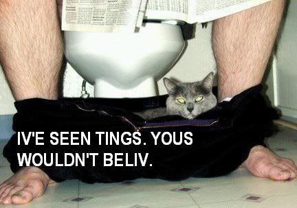 LOL cat Pictures, Images and Photos