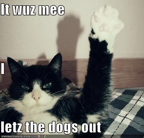 Funny Pictures Of Dogs And Cats. cats and dogs funny