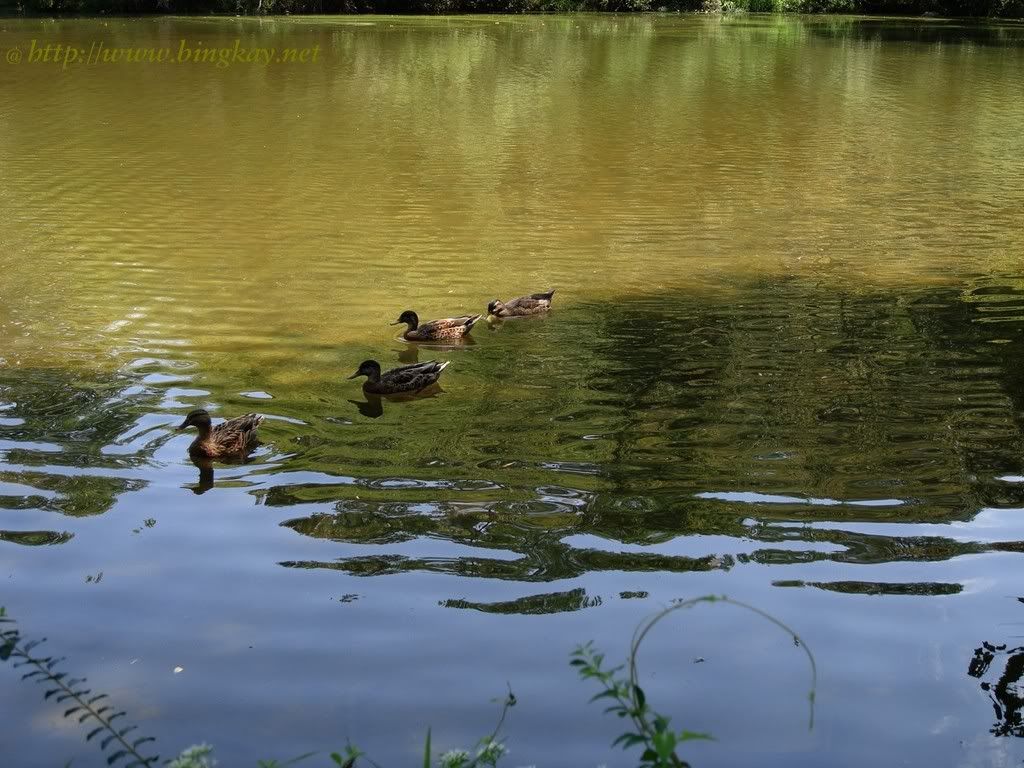 ducks on lake