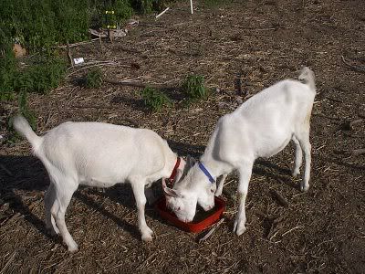 Okay, I want to try this too! - Goats