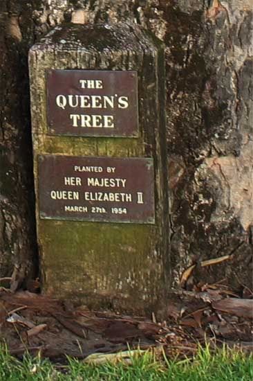 The Queen's Tree