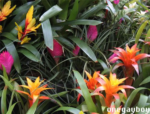 Foreground to Backgroud: Guzmania 'Jazz', Tillandsia 'Bert' and Vriesea 'Charlotte' (Vriesea splendens can be seen at the top right, with striped leaves)