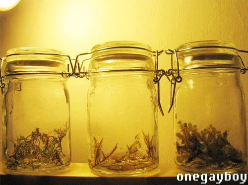 Jars of Moss