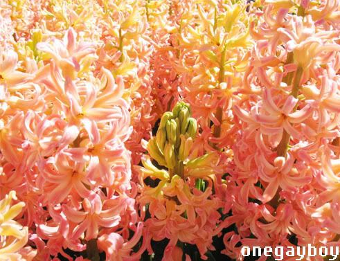 Hyacinthus 'Pink Surprise'