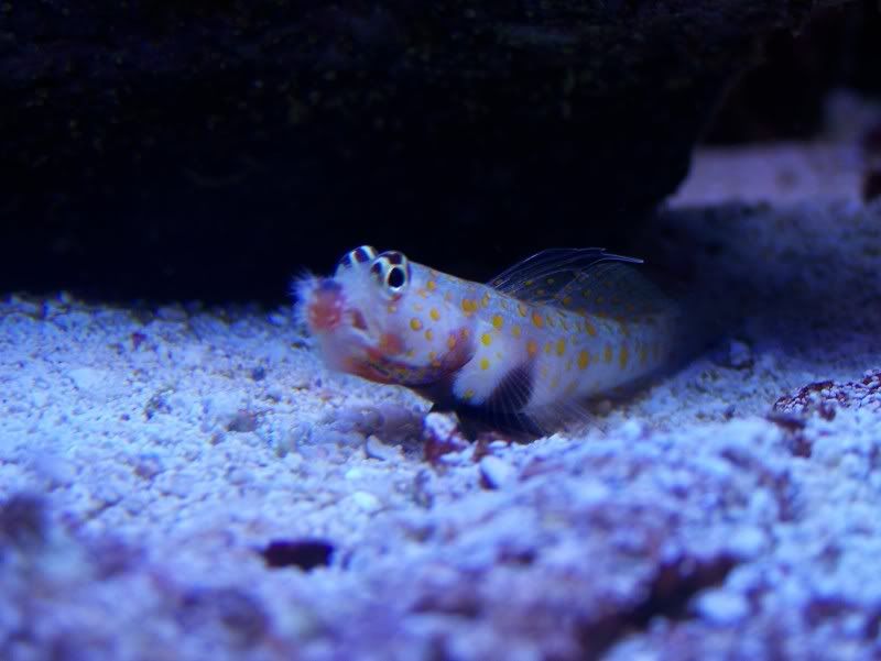 what eats bristle worms Reef Central Online Community