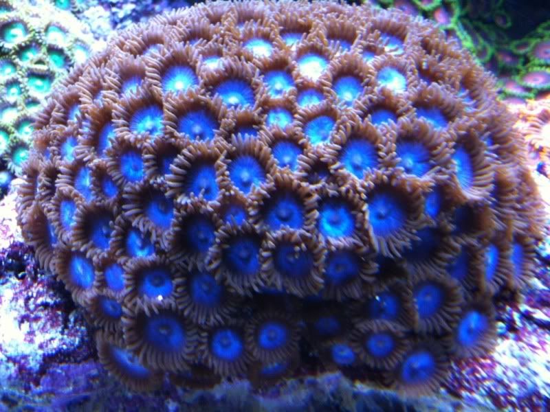 Tubbs Blue Zoas for Sale Cheap on DFWMAS