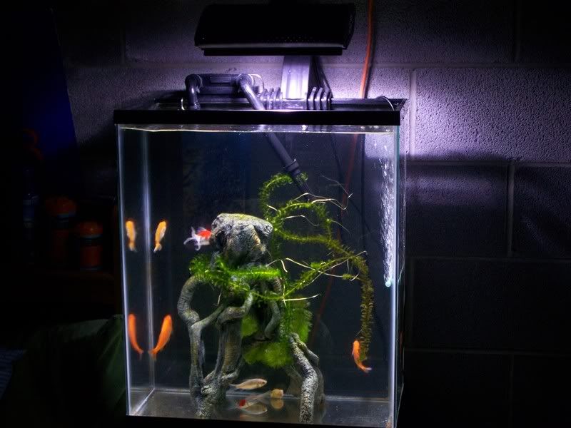 goldfish tank ideas. on my Goldfish tank to see