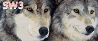 Sacret Wolves III