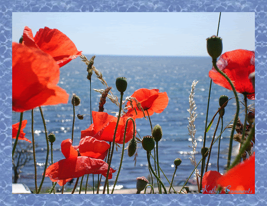 Red Flowers by the Ocean Pictures, Images and Photos