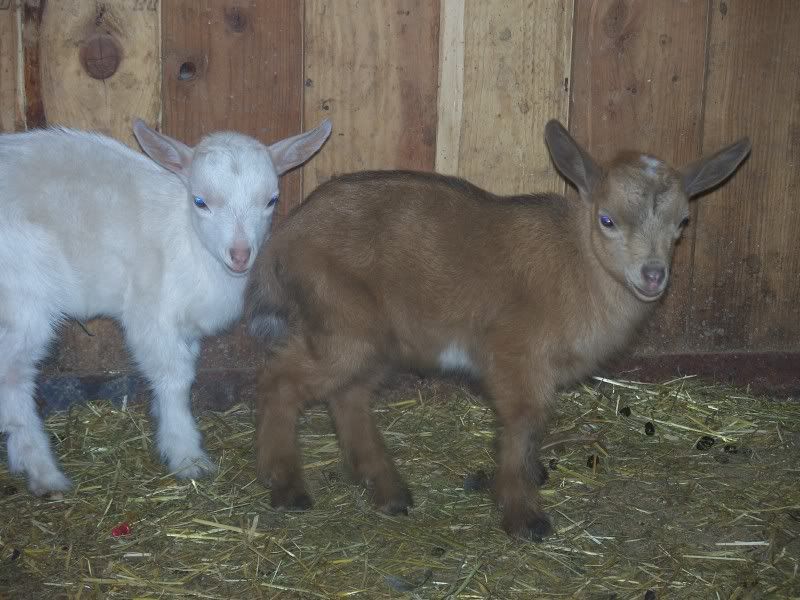 Better pics - Goats