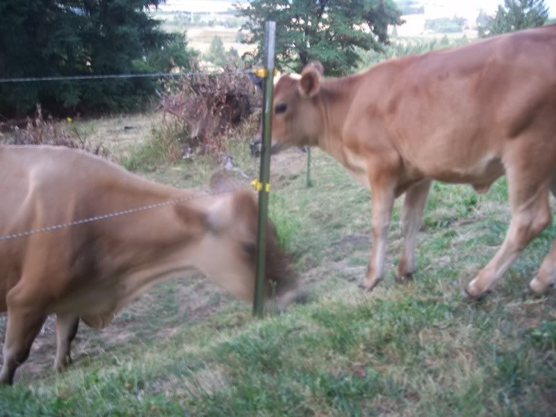 Yearling calf not shedding out yet.. - Cattle
