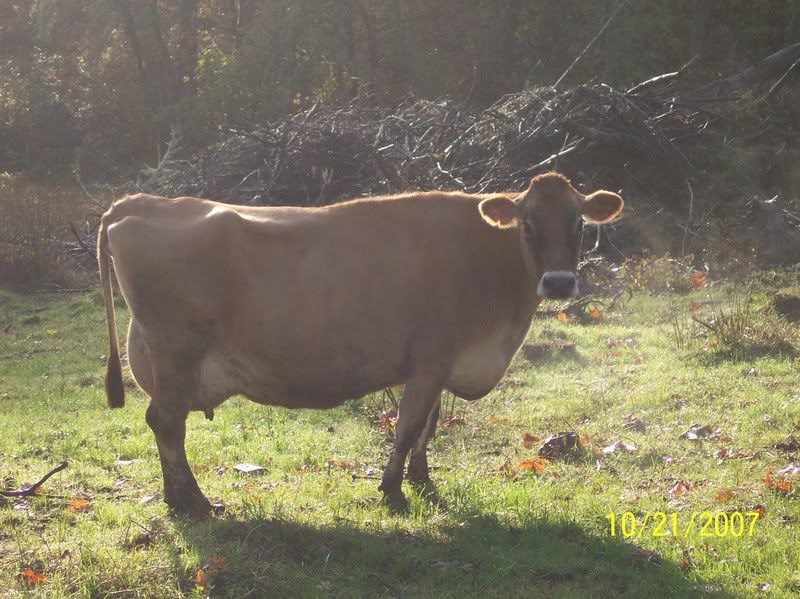 Help Interpretting sire scores - Cattle