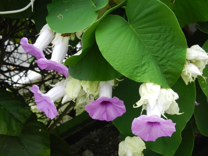 Few pics from business trip - Countryside Families