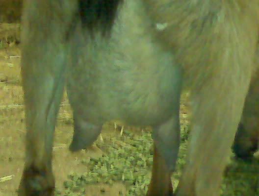 The countdown and guessing begins - Goats