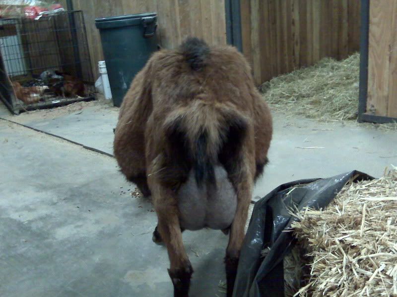 The countdown and guessing begins - Goats