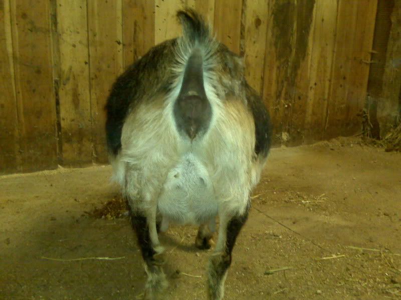 The countdown and guessing begins - Goats