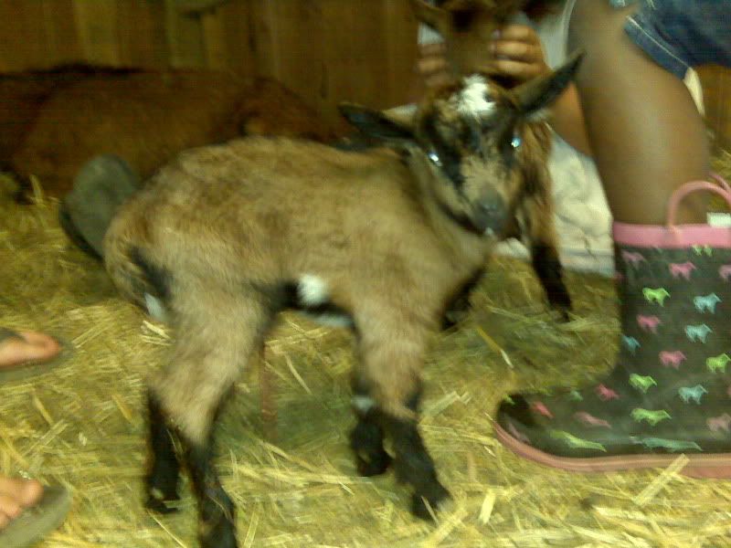 Herriot delivered! - Goats