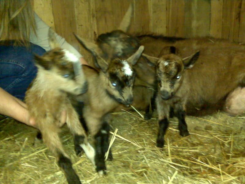 Herriot delivered! - Goats