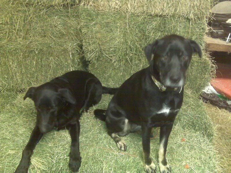 Preggers or not? I'm dying here - please look (pics) - Goats