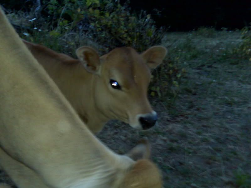 Preggers or not? I'm dying here - please look (pics) - Goats