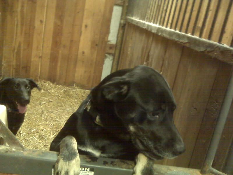 Preggers or not? I'm dying here - please look (pics) - Goats