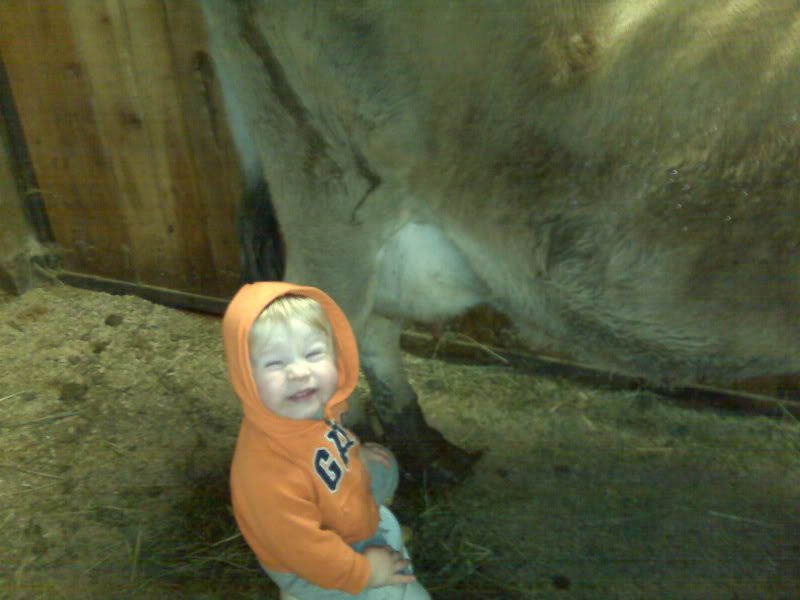 Preggers or not? I'm dying here - please look (pics) - Goats