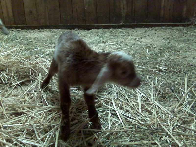 Wait over - Clementine had twins :) - Goats