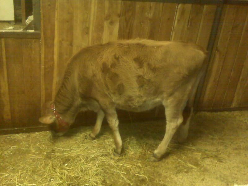 Is she the fatted calf? - Cattle