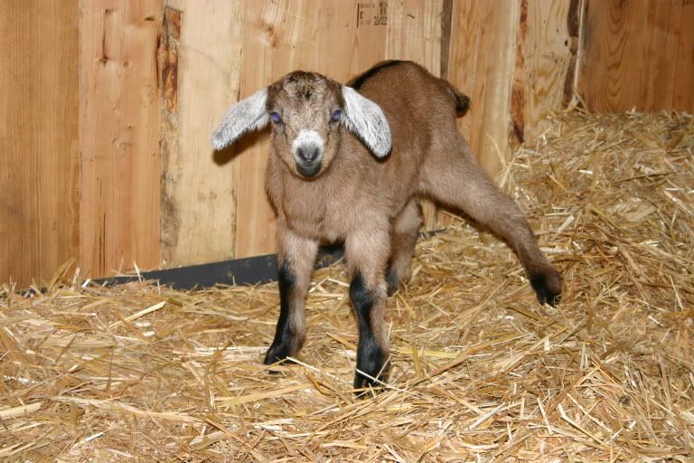 last year's first baby - pic - Goats