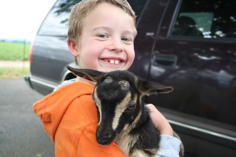 Suburban goat saga, take 4 - Goats