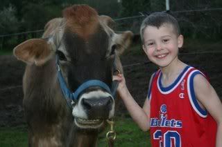 Happy Cow (pic) - Cattle