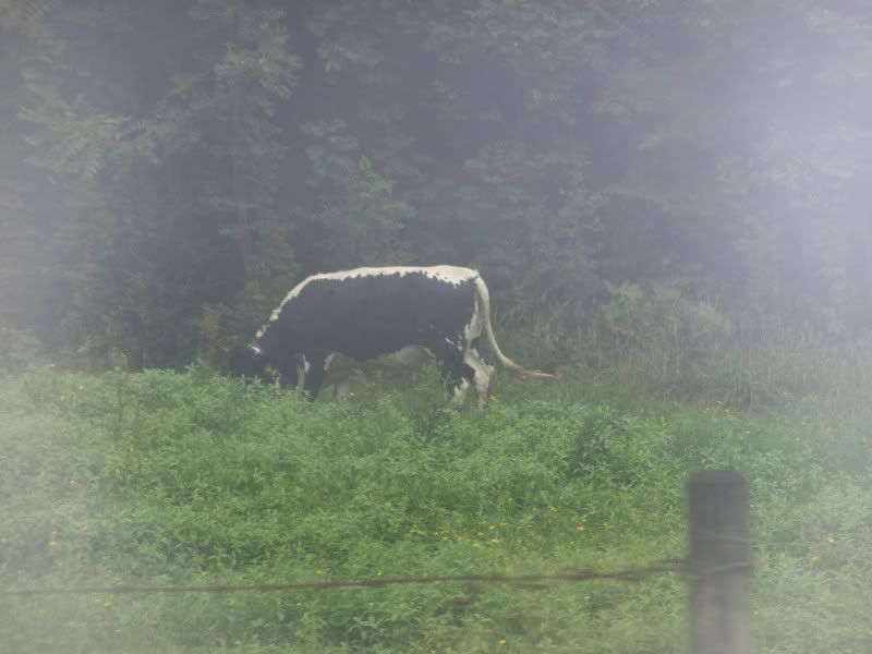 Cool looking cows in Germany - pic - Cattle