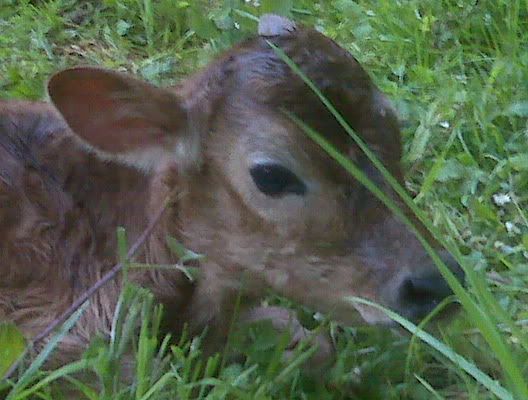 New Calf pics. What about names? George? Frank? - Cattle