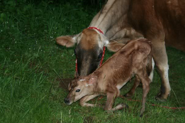 New Calf pics. What about names? George? Frank? - Cattle