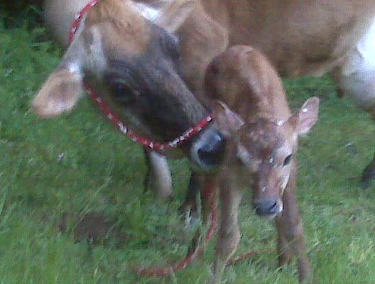 New Calf pics. What about names? George? Frank? - Cattle